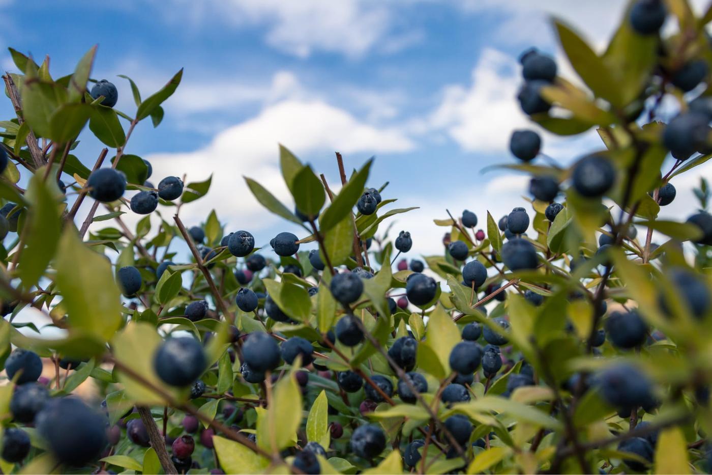 Mediterranean myrtle berries