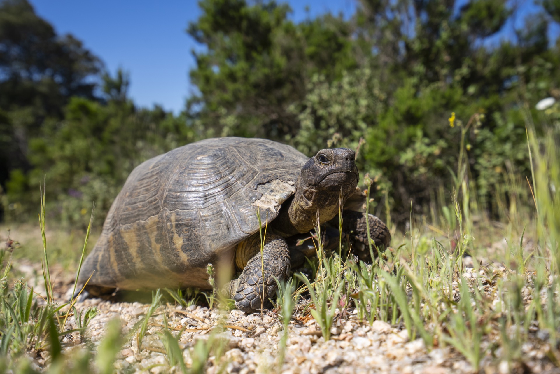 Tartaruga mediterranea nella macchia di Monte Pino