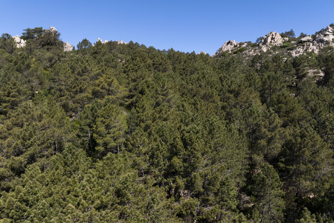 Monte Pino
