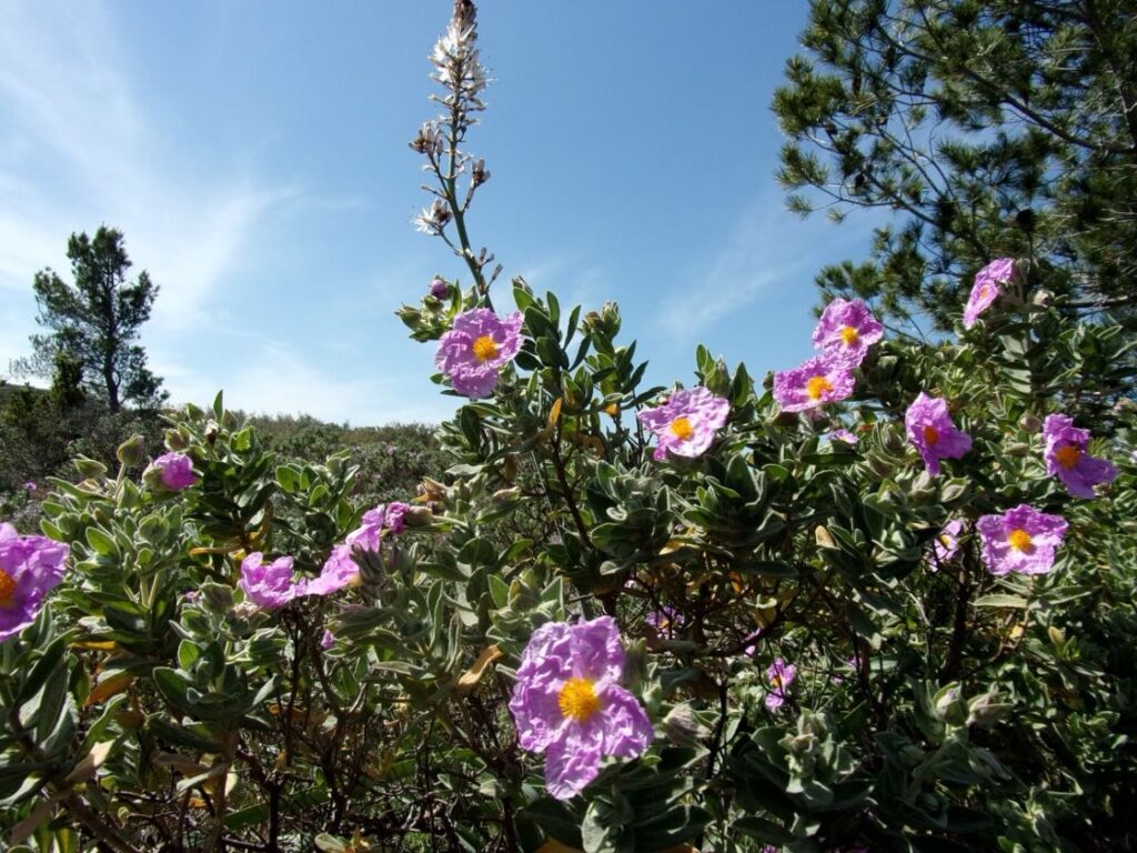 Flora e fauna cisti