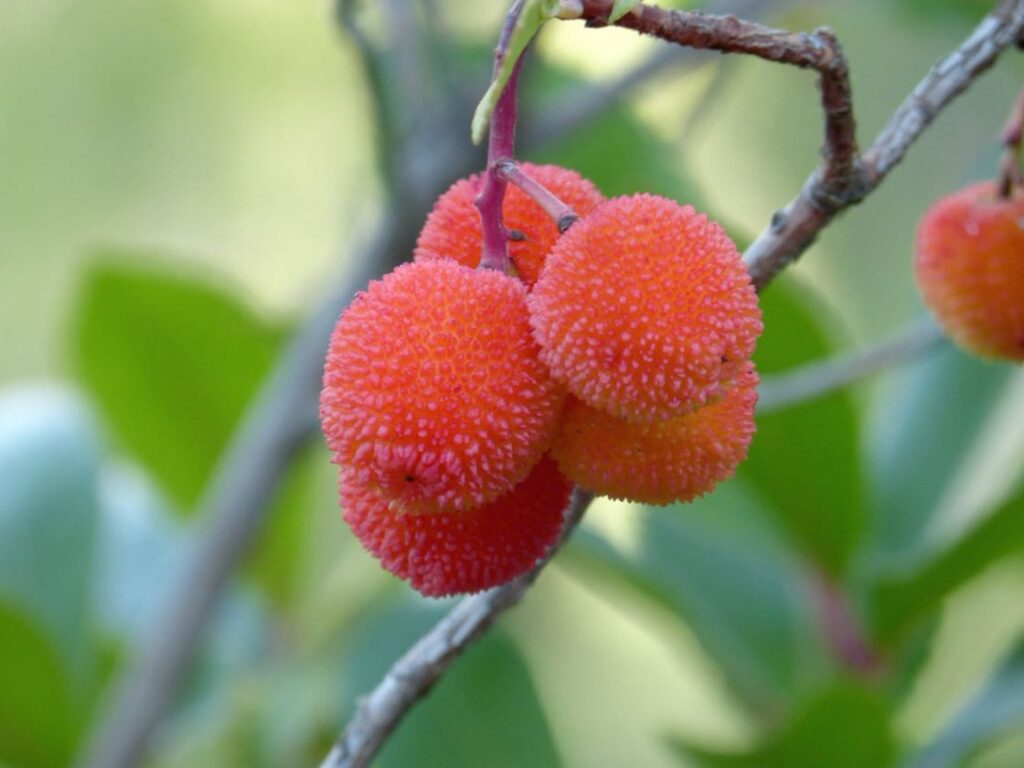 Flora e fauna corbezzolo 1