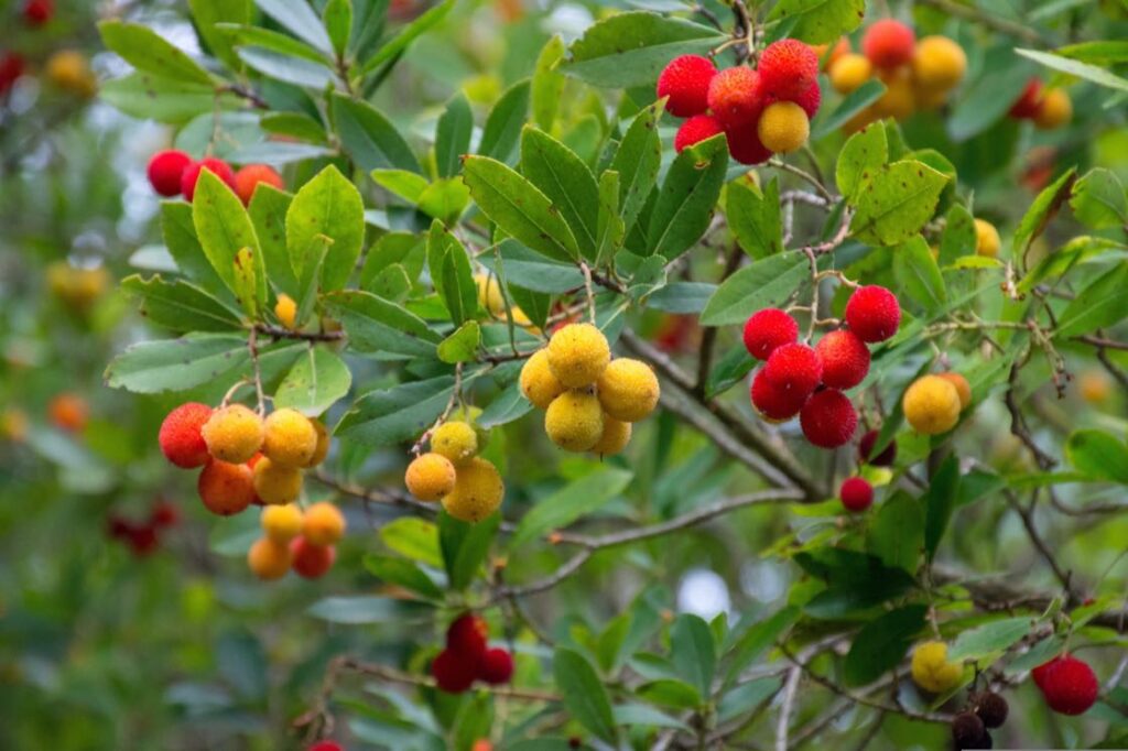 Flora e fauna corbezzolo