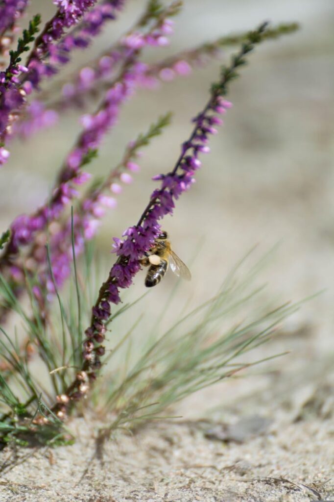 Flora e fauna erica