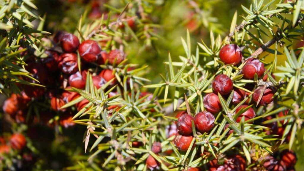 Flora e fauna ginepro