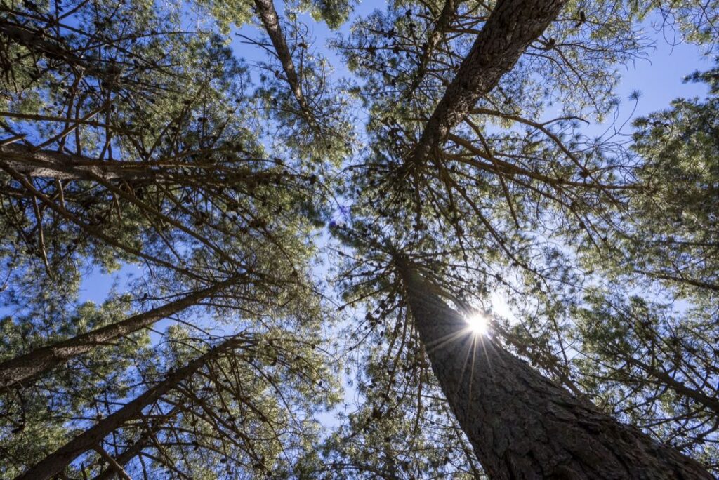 Pinus pinaster monte pino 31